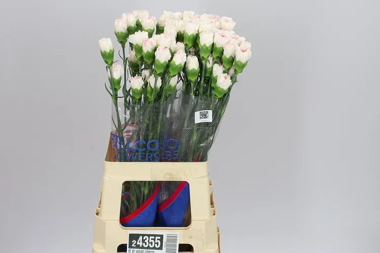 Di St Yucari Cherry 70 cm