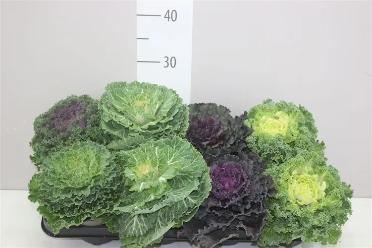 Brassica (sierkool) Gemengd Krul črepník 12 cm