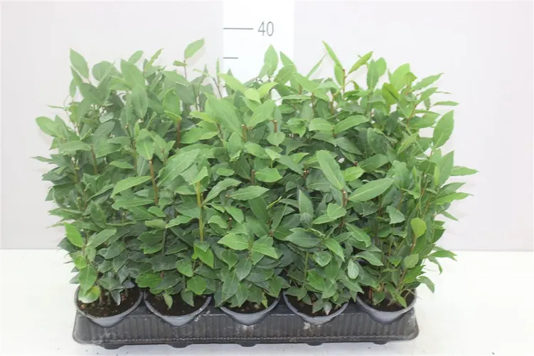 Laurus Nobelis črepník 11 cm