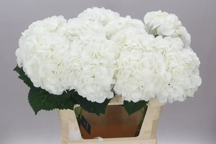 Hortenzia Princes White 80 cm