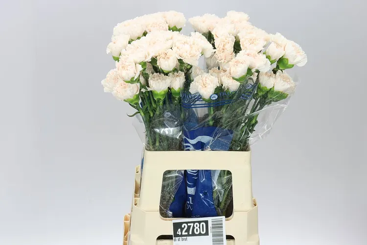 Di St Brut 70 cm