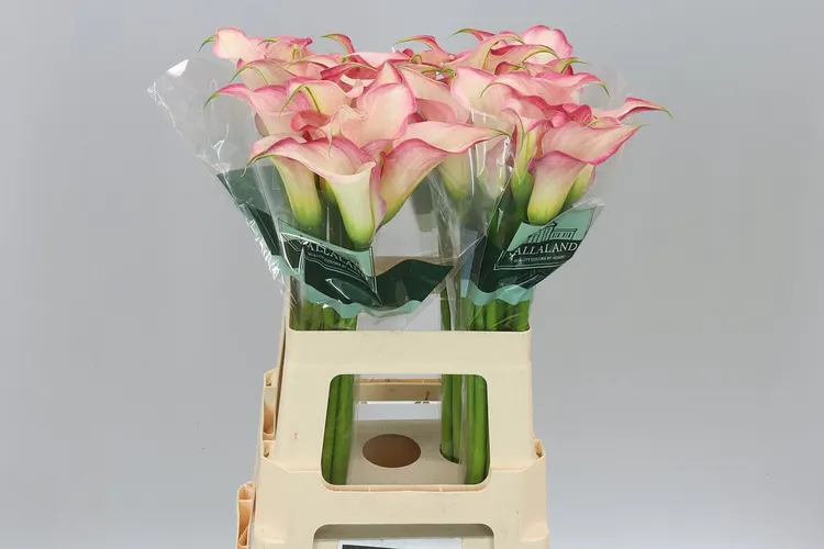 Zant Blushing Lady 65 cm