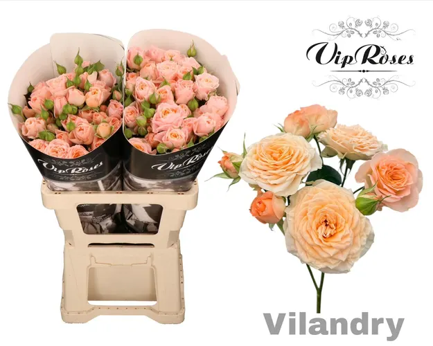 R Tr Vilandry 60 cm