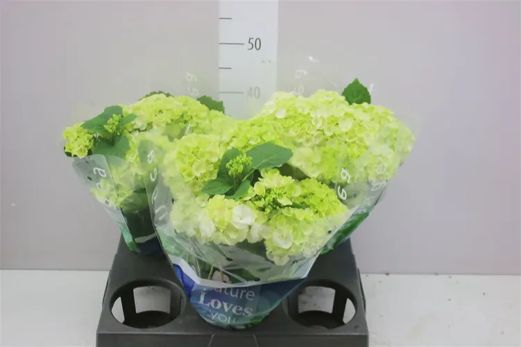 Hydrangea Wudu 9+ črepník 15 cm