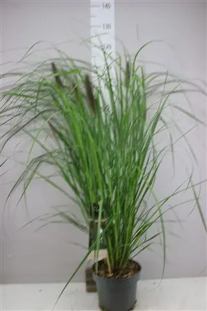 Pennisetum Alop Dark črepník 23 cm
