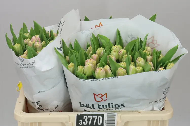 Tulipán plnokvetý Endless Love 42 cm