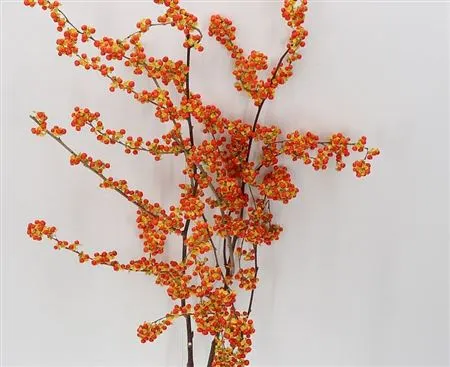Celastrus Boomwurger 80 cm