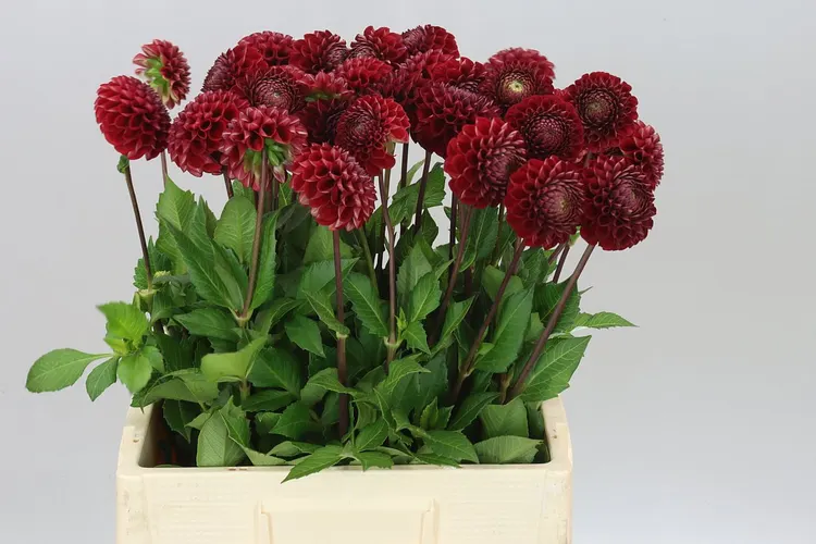 Dahlia Cornel 60 cm