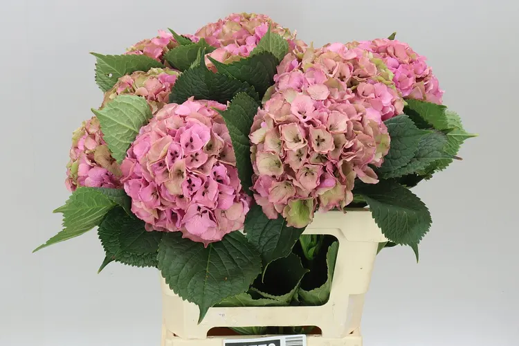 Hyd Palace Classic 60 cm