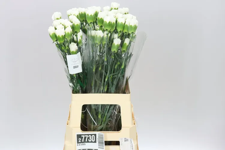 Di St White 70 cm