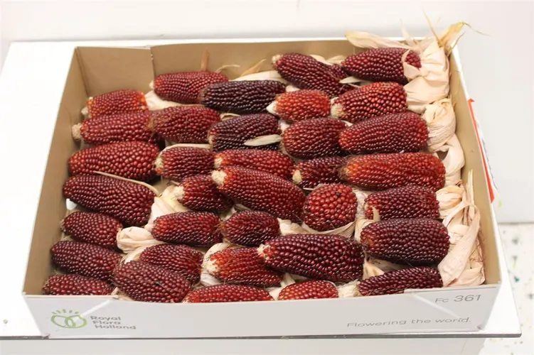 Zea Mays Strawberry