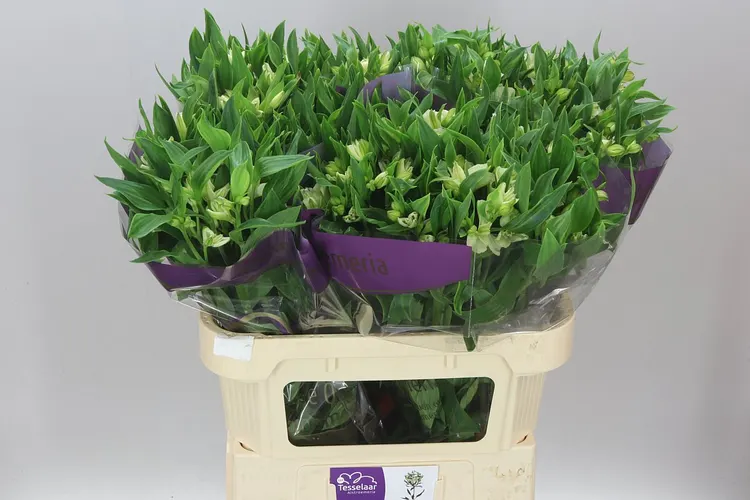 Alstroméria Charm Pinot 75 cm