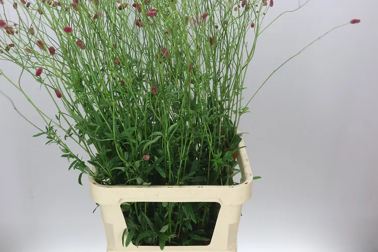 Sanguisorba Off Arnhem 110 cm