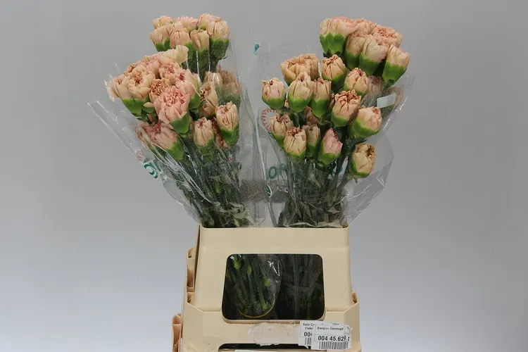 Di St Col. Lege Marrone 70 cm