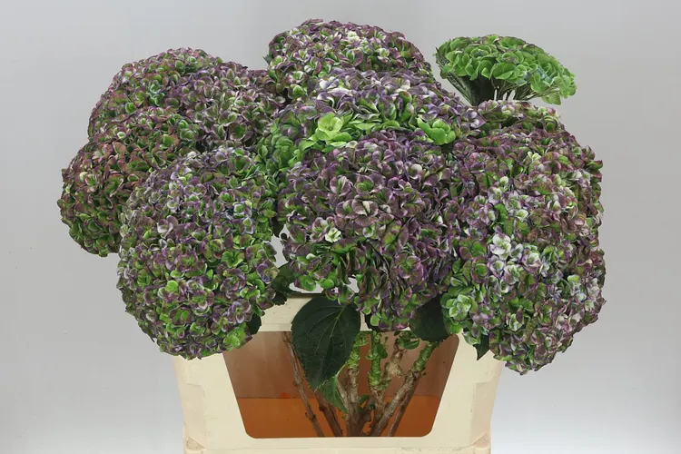Hydrangea Revolution Blue Classic 80 cm