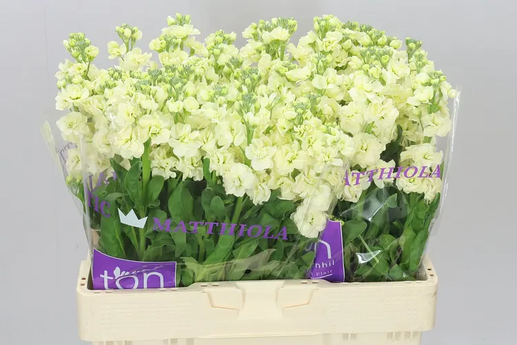 Matthiola Cream 55 cm