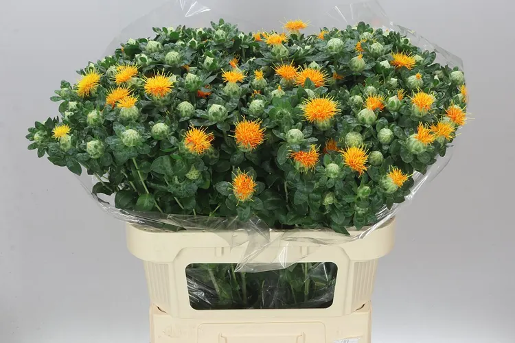 Carthamus T Zanzibar 80 cm