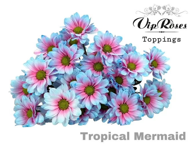 Chryzantéma trsová Tropical Mermaid 65 cm