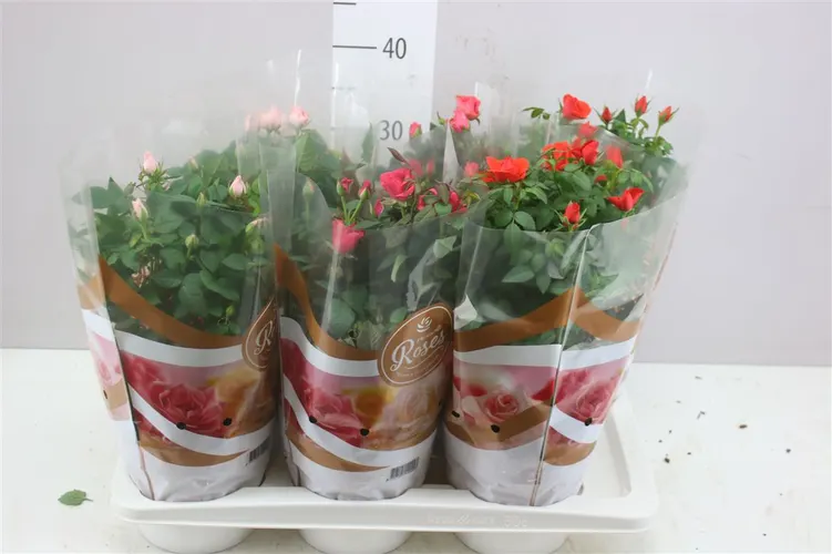 Rosa Favourite Gemengd črepník 17 cm
