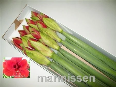 Amarylis Ferrari 75 cm