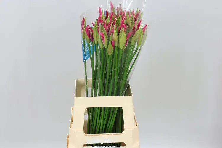 Nerine Bo Favoriet 70 cm