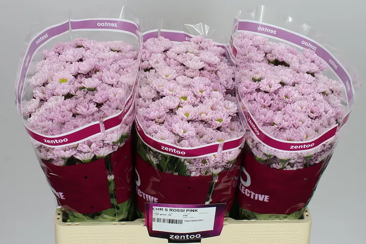 Chryzantéma santini Rossi Pink 55 cm