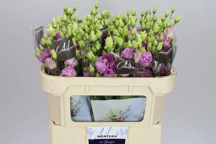 Eust Du Celeb Grape 72 cm