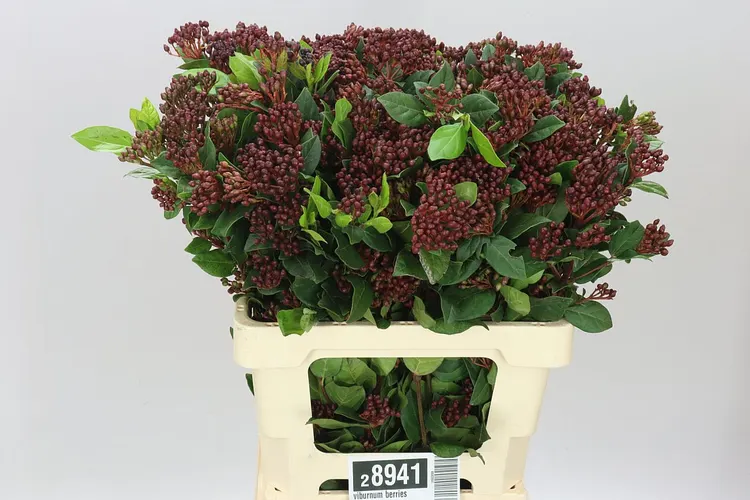 Viburnum Berries Supers 75 cm