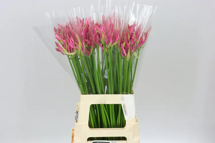 Nerine Bo Favoriet 70 cm