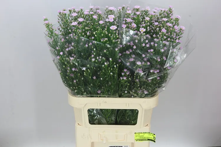 Aster Claudia 90 cm