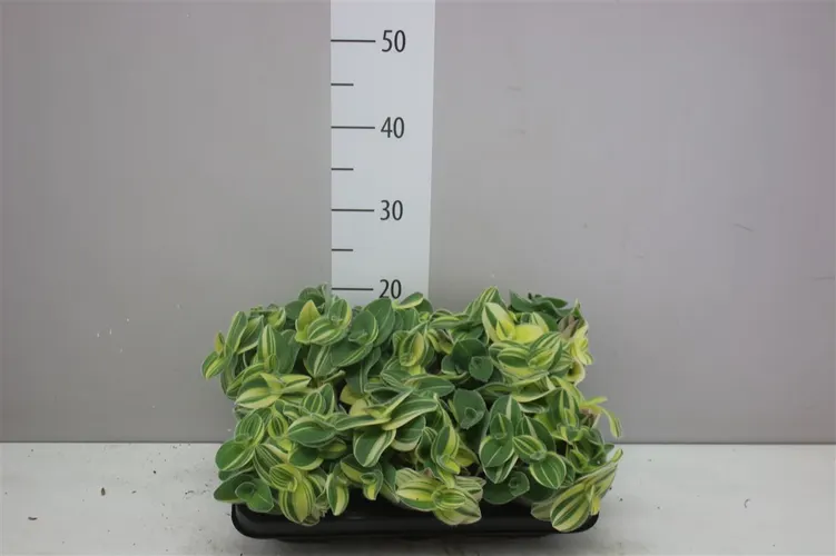 Tradescantia Variegata črepník 10,5 cm