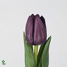 Tulipa En Saigon