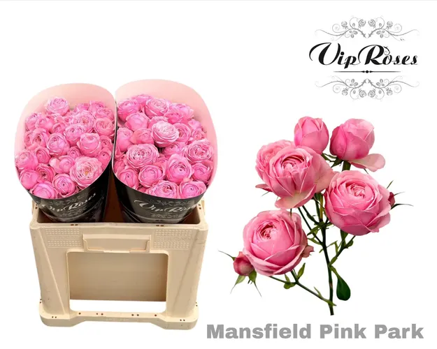 R Tr Pink Mansfi Park 50 cm