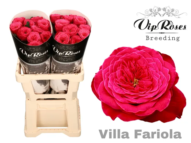 R Gr Villa Fariola 60 cm