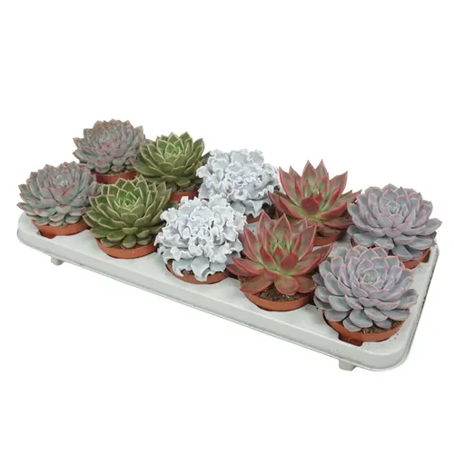 Echeveria Gemengd Luxe črepník 10,5 cm
