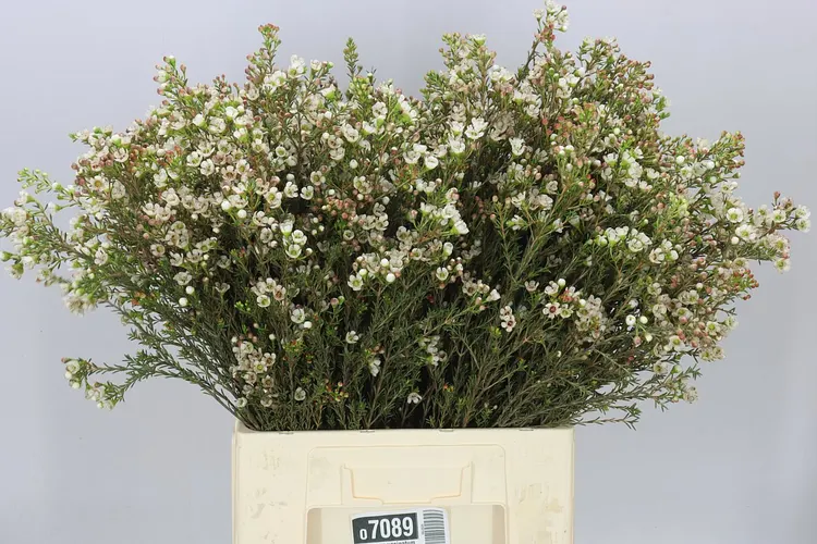 Voskovka Uncinatum Ziv 70 cm