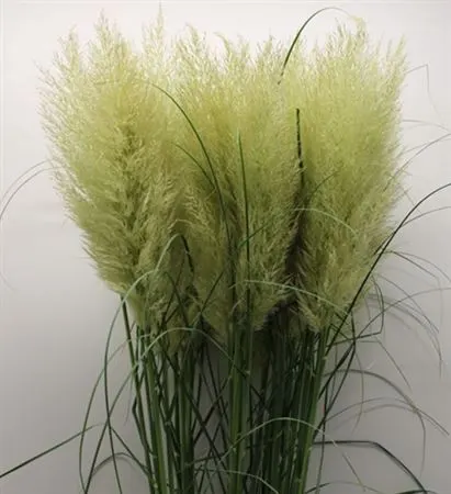 Cortaderia Fresh 120 cm