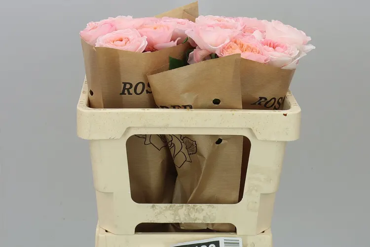 Rosa Gar Annesley! 50 cm