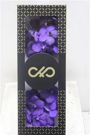Vanda Dark Blue Magic 20 cm