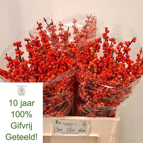 Ilex Oudijk's Orange 60 cm