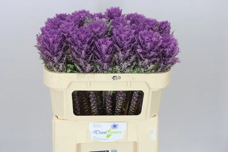 Okrasná kapusta Queen 70 cm