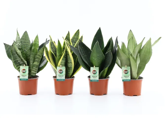 Sansevieria Mix 4 Soorten črepník 12 cm