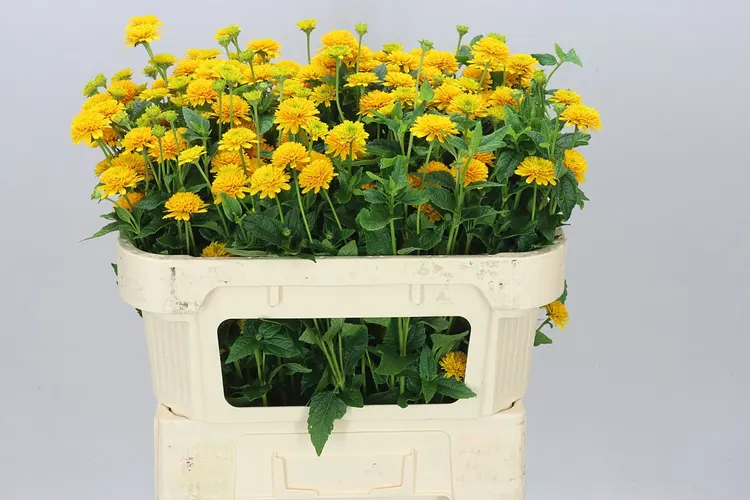Heliopsis Helianthoides Asahi 70 cm