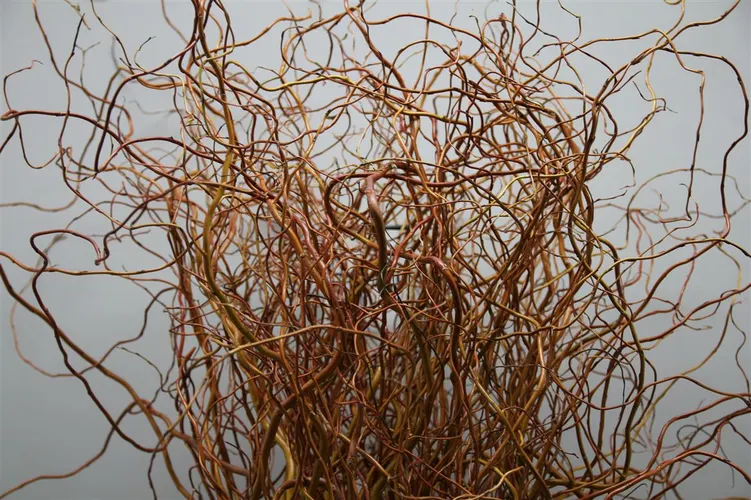 Salix Golden Curls 120 cm