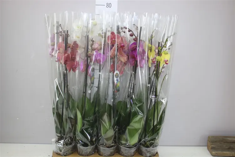 Orchidey Phalaenopsis (hlavný sklad)