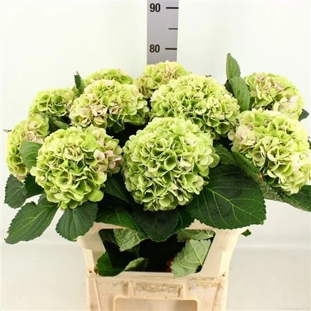 Hortenzia Match Classic Green 80 cm