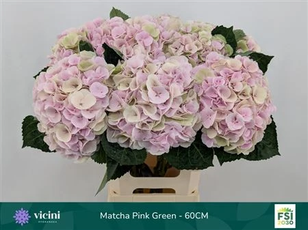 Hortenzia Matcha Pink Classic 60 cm