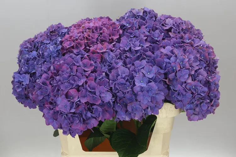 Hyd Rodeo Purple 80 cm