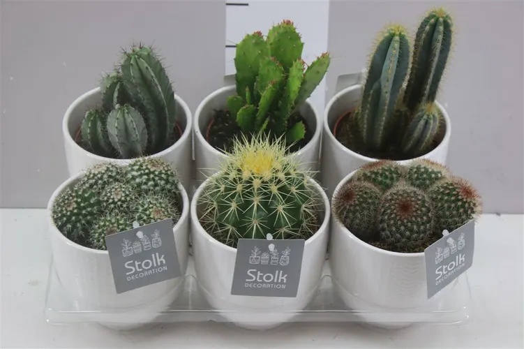 Cactus Gemengd Liv Keramiek črepník 13 cm