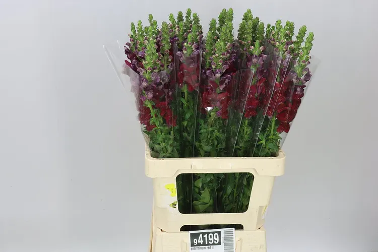 Antirrhinum Red It 70 cm